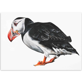 Puffin